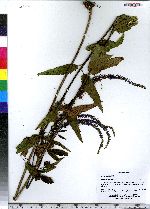 Pseudolysimachion longifolium image