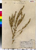 Barbarea vulgaris image