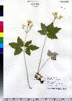 Cardamine diphylla image