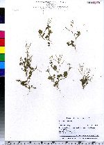 Cardamine hirsuta image