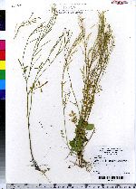 Cardamine hirsuta image