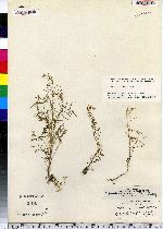 Cardamine parviflora image