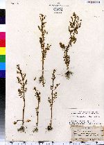 Cardamine pensylvanica image