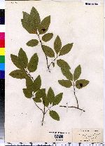 Lonicera canadensis image