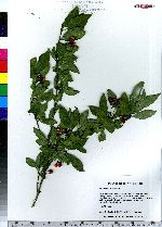 Euonymus europaeus image