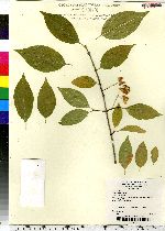 Euonymus europaeus image