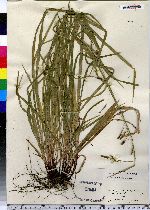 Carex gracillima image