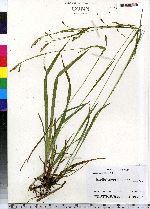 Carex gracillima image