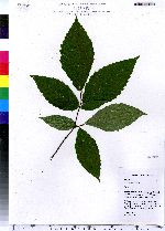 Fagus grandifolia image