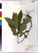 Clethra alnifolia image