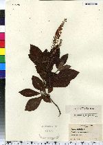 Clethra alnifolia image