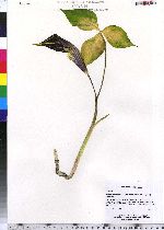 Arisaema triphyllum image