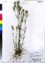 Dianthus armeria image