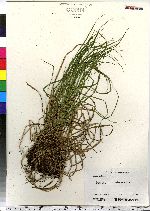 Carex debilis image