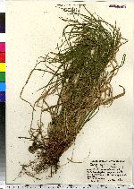 Carex debilis image