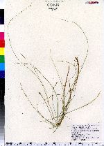 Carex disperma image