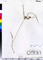 Cyperus erythrorhizos image