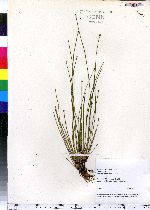 Eleocharis melanocarpa image