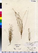 Eleocharis ovata image