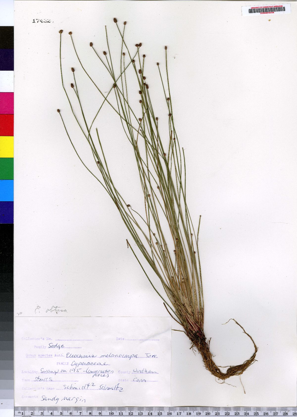 Eleocharis melanocarpa image