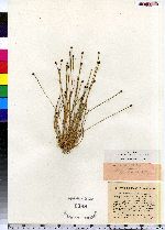 Eleocharis ovata image