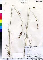 Rhynchospora torreyana image