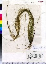 Schoenoplectus subterminalis image