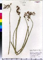 Schoenoplectus tabernaemontani image