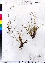 Carex lucorum image