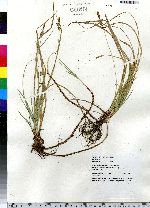 Carex lucorum image