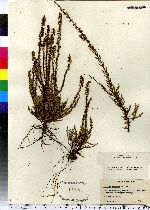 Calluna vulgaris image