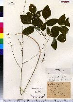 Desmodium nudiflorum image