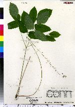 Desmodium nudiflorum image