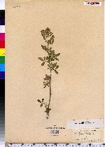 Medicago sativa image