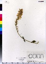 Thermopsis mollis image