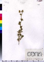 Trifolium arvense image