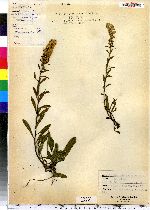 Solidago puberula image