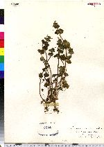 Lamium amplexicaule image