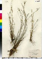 Juncus tenuis image