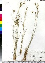 Juncus tenuis image