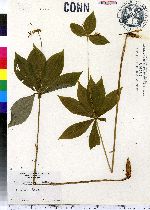 Medeola virginiana image