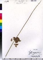 Juncus effusus image