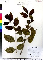 Fraxinus americana image