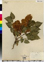 Syringa vulgaris image