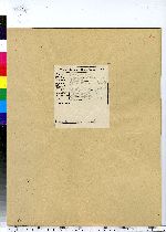 Epilobium coloratum image