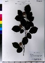 Fagus sylvatica image