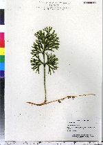 Lycopodium obscurum image