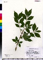 Euonymus alatus image