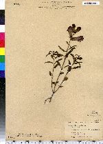 Antirrhinum majus image