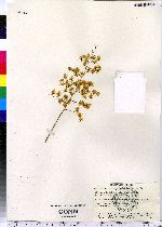 Image of Oncidium cheirophorum